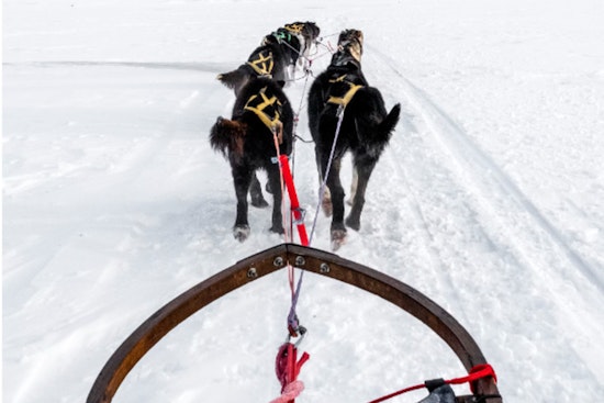 Michigan's UP200 Sled Dog Races Canceled, Marquette Hosts Alternative Festival Due to Snow Shortage