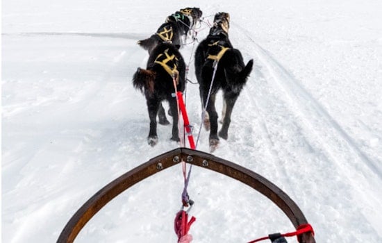 Michigan's UP200 Sled Dog Races Canceled, Marquette Hosts Alternative Festival Due to Snow Shortage