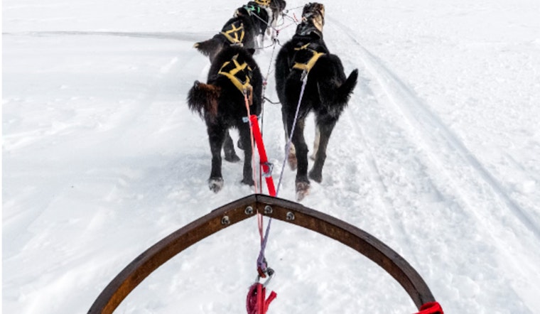 Michigan's UP200 Sled Dog Races Canceled, Marquette Hosts Alternative Festival Due to Snow Shortage