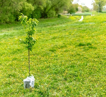 Minneapolis Launches City Tree Lottery Offering Affordable Trees to Boost Urban Canopy