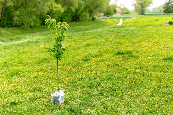 Minneapolis Launches City Tree Lottery Offering Affordable Trees to Boost Urban Canopy