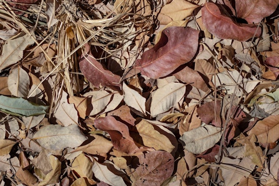 Minneapolis Officials Urge Residents to Delay Yard Cleanup to Protect Pollinators