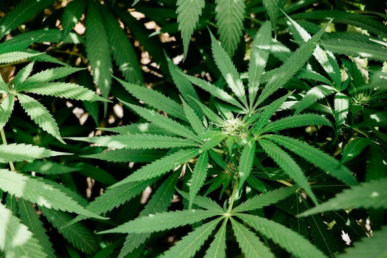Minnesota Seeks to Blaze a Trail with Early Cannabis Business Licenses, Aiming for Equity and Expedited Market Launch