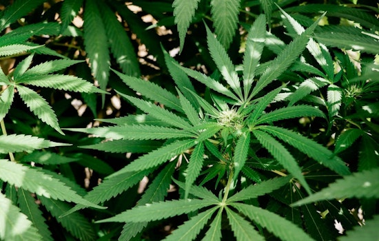 Minnesota Seeks to Blaze a Trail with Early Cannabis Business Licenses, Aiming for Equity and Expedited Market Launch