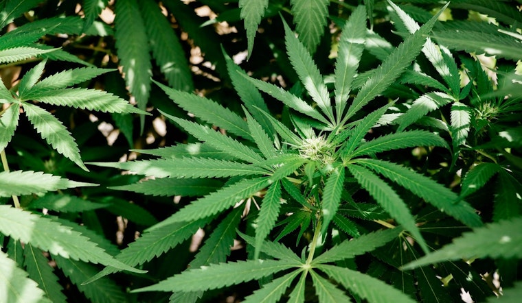 Minnesota Seeks to Blaze a Trail with Early Cannabis Business Licenses, Aiming for Equity and Expedited Market Launch