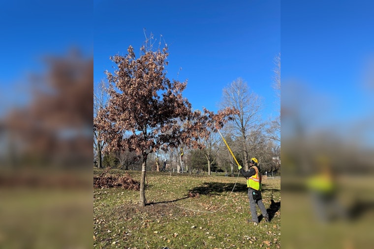 Minnetonka Forestry Experts Caution Against Late Oak Pruning to Avoid Oak Wilt Disease