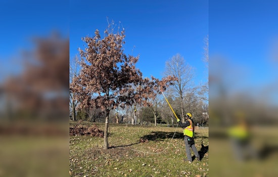 Minnetonka Forestry Experts Caution Against Late Oak Pruning to Avoid Oak Wilt Disease