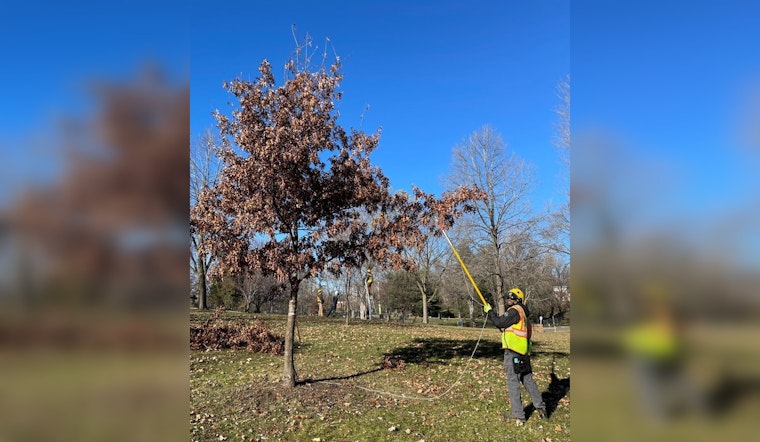 Minnetonka Forestry Experts Caution Against Late Oak Pruning to Avoid Oak Wilt Disease