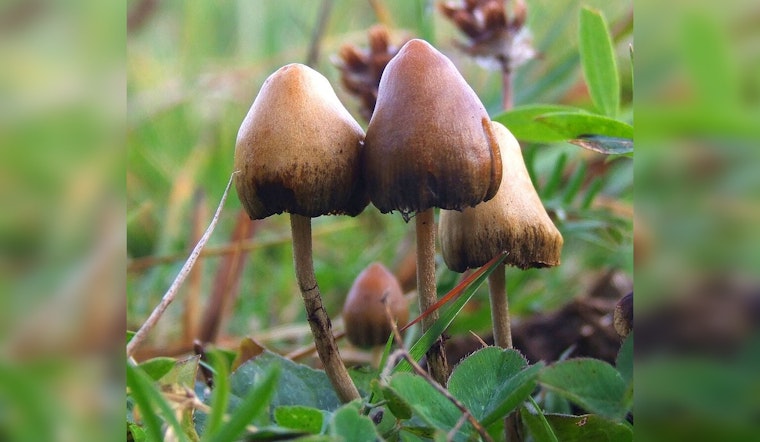 New Bill Advances, Aims to Explore Medical Benefits of Mushrooms for PTSD and Chronic Pain