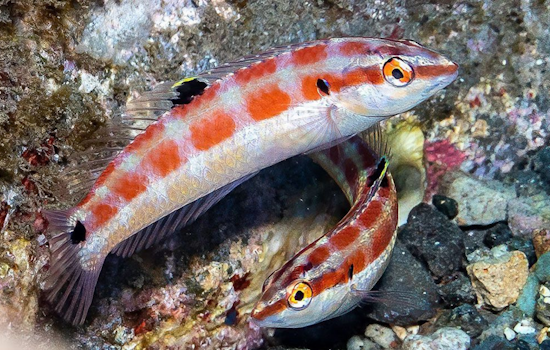 New Fish Species Discovered by UC San Diego Scientists in Mexico's 'Galapagos'