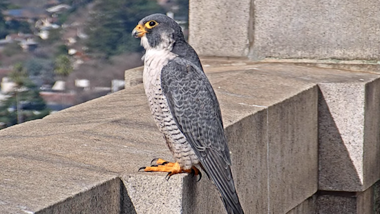 New Love Takes Wing at UC Berkeley as Falcon Annie Finds a Mate Amid Mystery of Lou's Disappearance