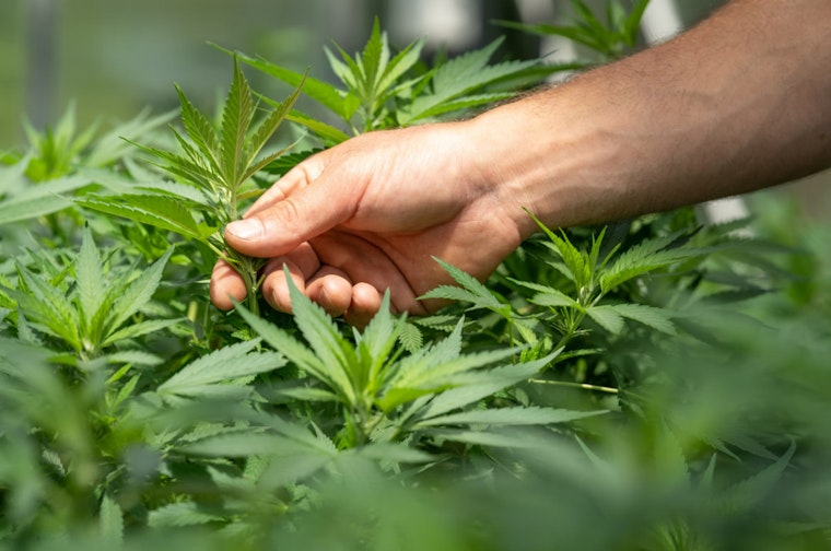 North Hollywood Brothers Charged After Ventura County Sheriff Unearths Massive Illegal Cannabis Operation
