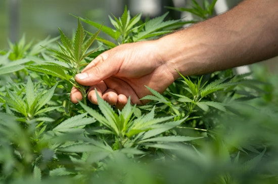 North Hollywood Brothers Charged After Ventura County Sheriff Unearths Massive Illegal Cannabis Operation