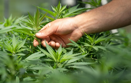North Hollywood Brothers Charged After Ventura County Sheriff Unearths Massive Illegal Cannabis Operation