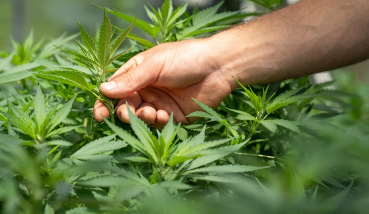 North Hollywood Brothers Charged After Ventura County Sheriff Unearths Massive Illegal Cannabis Operation