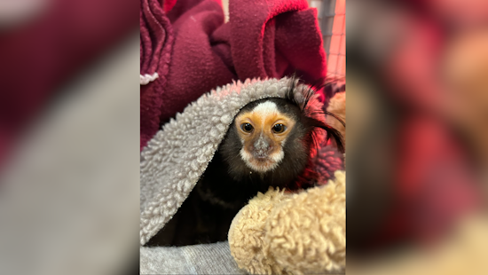 Oakland Zoo Provides Safe Haven for Rescued Marmoset as Illegal Pet Trade Rages On
