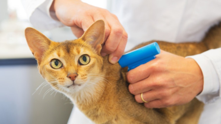 OC Animal Care Offers Free Microchip Clinic for Pets in Tustin This Saturday