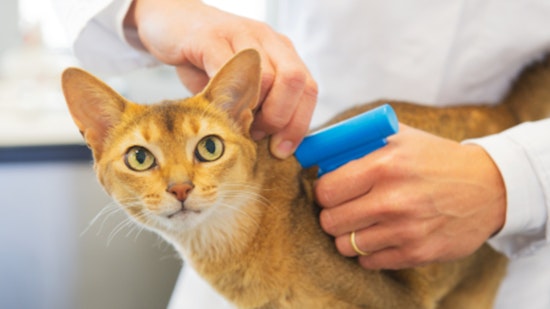 OC Animal Care Offers Free Microchip Clinic for Pets in Tustin This Saturday