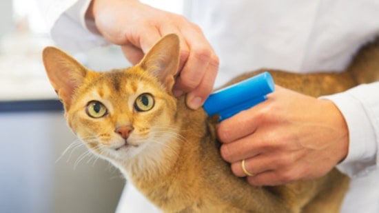 OC Animal Care Offers Free Microchip Clinic for Pets in Tustin This Saturday