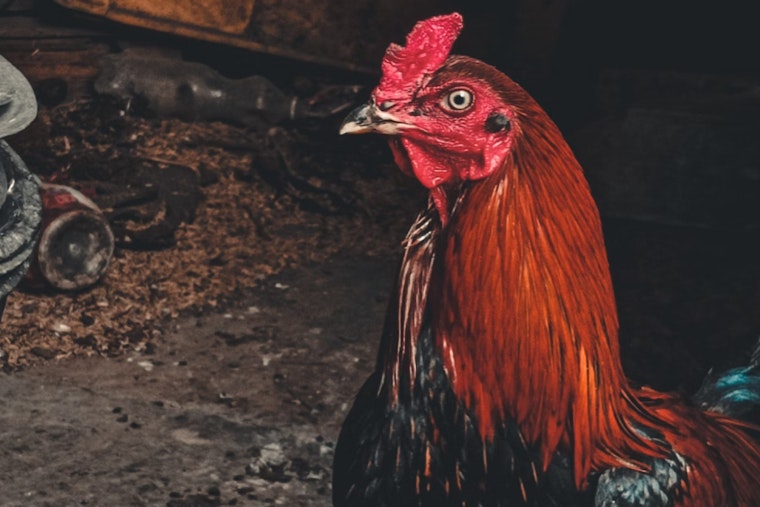 Over 160 Birds Seized, Two Suspects Arrested in Potter County Cockfighting Raid