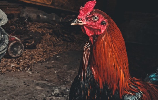 Over 160 Birds Seized, Two Suspects Arrested in Potter County Cockfighting Raid