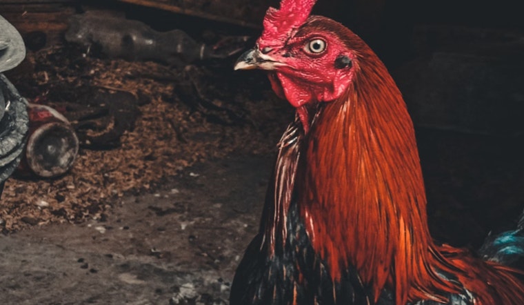Over 160 Birds Seized, Two Suspects Arrested in Potter County Cockfighting Raid