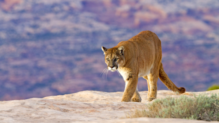 Pacifica Police Confirm Mountain Lion Sighting in Residential Area, Urge Caution Among Residents