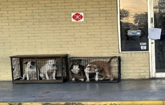 Pembroke Pines Police Investigate After 4 Dogs Abandoned Outside Veterinary Clinic