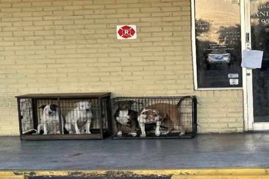 Pembroke Pines Police Investigate After 4 Dogs Abandoned Outside Veterinary Clinic