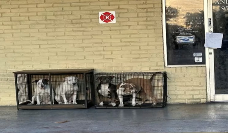 Pembroke Pines Police Investigate After 4 Dogs Abandoned Outside Veterinary Clinic