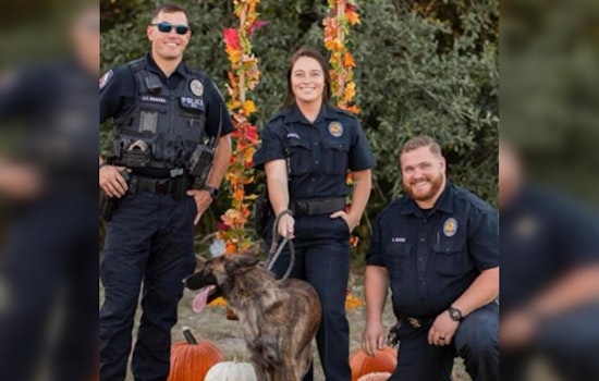 Pet Adoption Meets Vineyard Chic at Blue Lotus Winery Event Hosted by Seguin Animal Services
