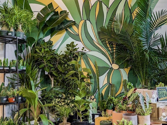 Castro's Plant Therapy Faces Lease Termination After Monthslong Closure