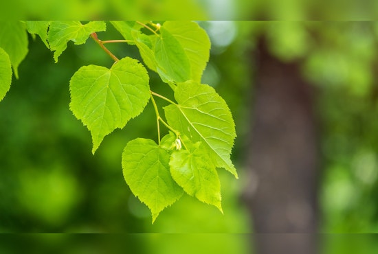 Plymouth's Annual Low-Cost Tree and Shrub Sale Sprouts Anew on March 1