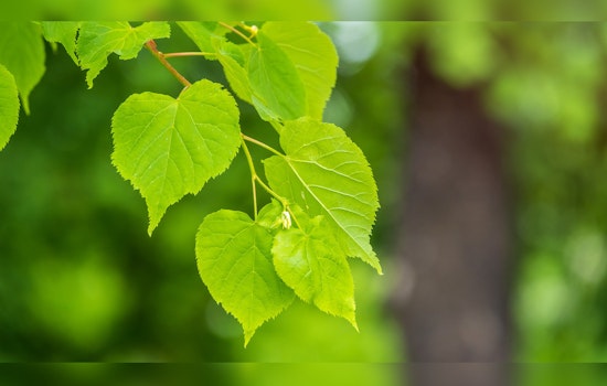 Plymouth's Annual Low-Cost Tree and Shrub Sale Sprouts Anew on March 1
