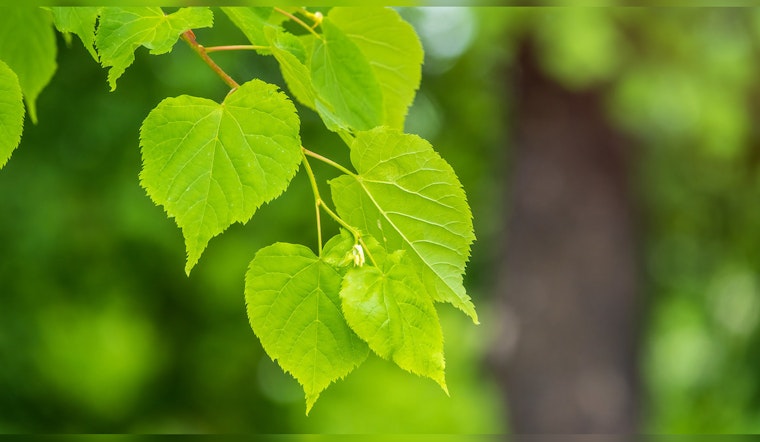 Plymouth's Annual Low-Cost Tree and Shrub Sale Sprouts Anew on March 1