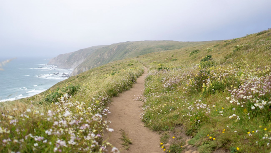 Point Reyes Closes Popular Trails Limantour and Mount Vision Roads Due to Storm Damage