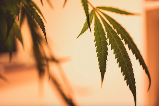 Pontiac Voters Approve Reform of Marijuana Dispensary Permitting System Amid Wider Local Interest