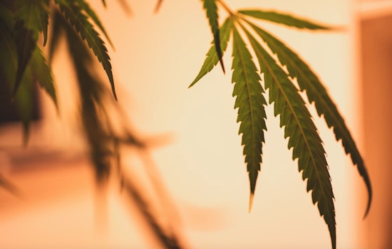 Pontiac Voters Approve Reform of Marijuana Dispensary Permitting System Amid Wider Local Interest