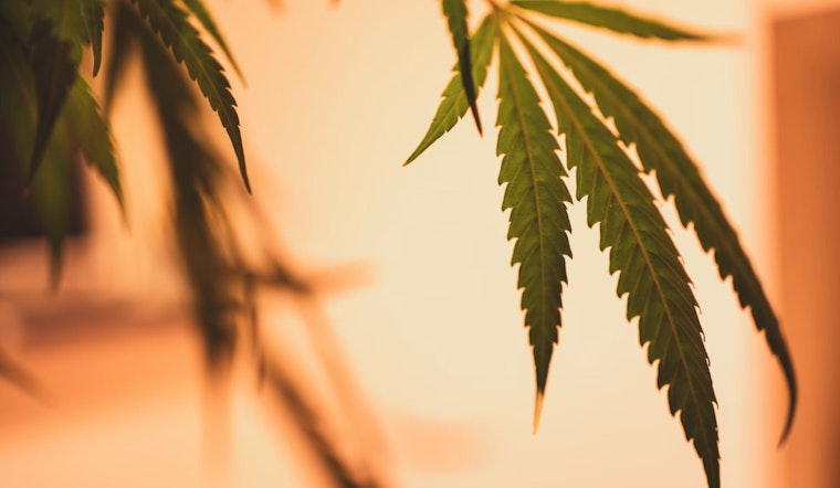 Pontiac Voters Approve Reform of Marijuana Dispensary Permitting System Amid Wider Local Interest
