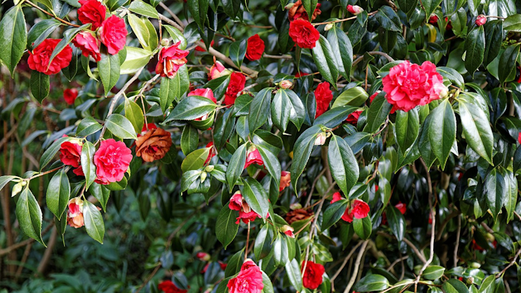 Portland Welcomes Early Signs of Spring Amid Unseasonable Warmth and Dry Spell