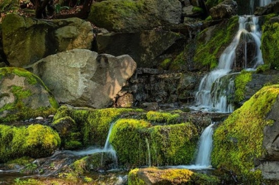 Portland’s Crystal Springs Garden Competes for Newsweek's 'Best Botanical Garden' Title