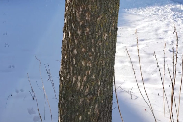 Ramsey Mobilizes to Combat Emerald Ash Borer Infestation Threatening Local Trees