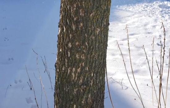 Ramsey Mobilizes to Combat Emerald Ash Borer Infestation Threatening Local Trees