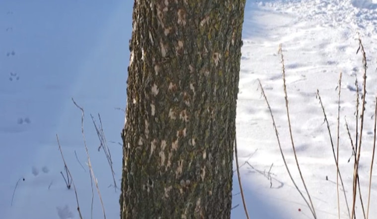Ramsey Mobilizes to Combat Emerald Ash Borer Infestation Threatening Local Trees