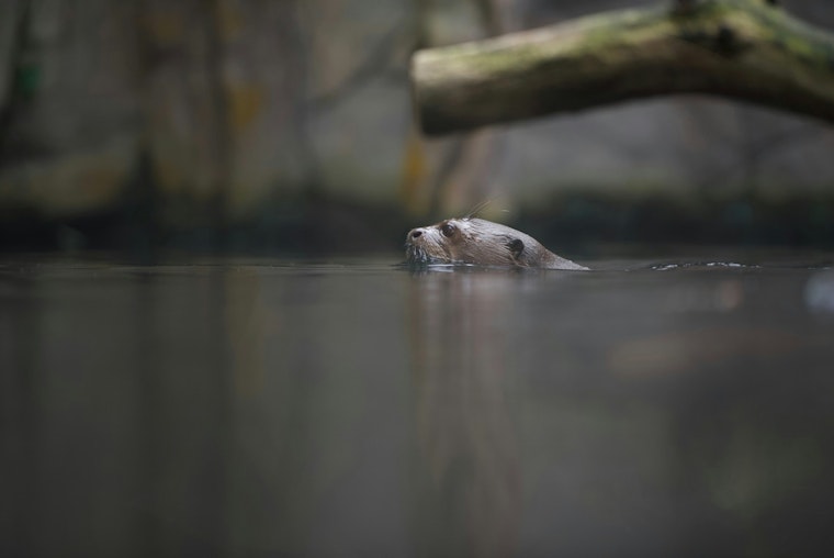 River Otter Sighting in San Marcos River Signifies Clean Waters and Thriving Wildlife