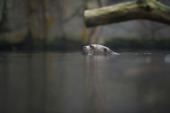 River Otter Sighting in San Marcos River Signifies Clean Waters and Thriving Wildlife