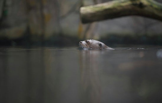 River Otter Sighting in San Marcos River Signifies Clean Waters and Thriving Wildlife