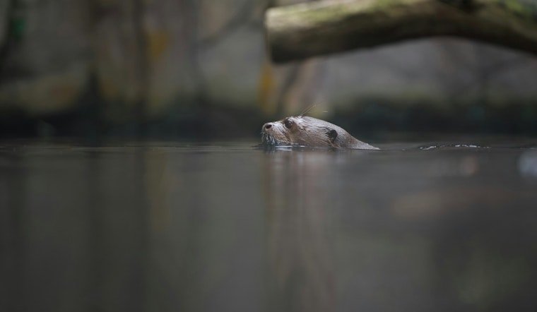 River Otter Sighting in San Marcos River Signifies Clean Waters and Thriving Wildlife