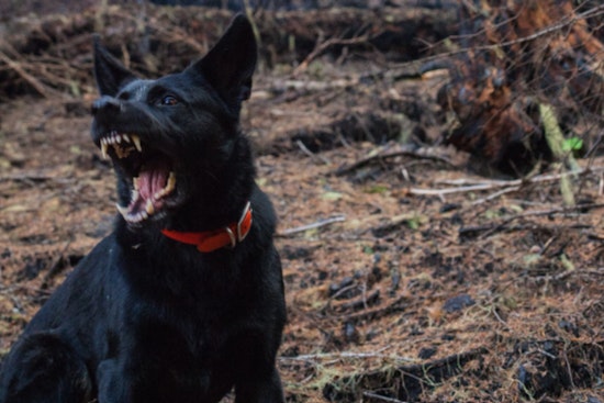 San Antonio Marks Year Since Fatal Dog Attack, Legislative Efforts Continue Despite Setbacks