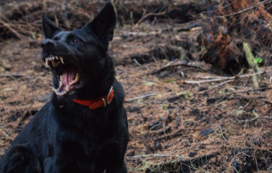 San Antonio Marks Year Since Fatal Dog Attack, Legislative Efforts Continue Despite Setbacks